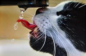 chat boit eau au robinet
