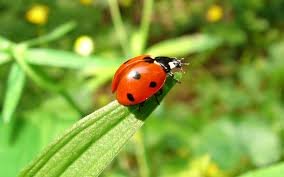 coccinelle