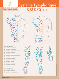 cartographie du drainage lymphatique du tronc et des bras