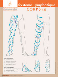 cartographie du drainage lymphatique des jambes