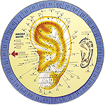 cartographie reflexologie auriculaire