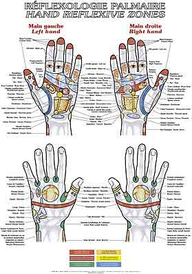 cartographie reflexologie palmaire